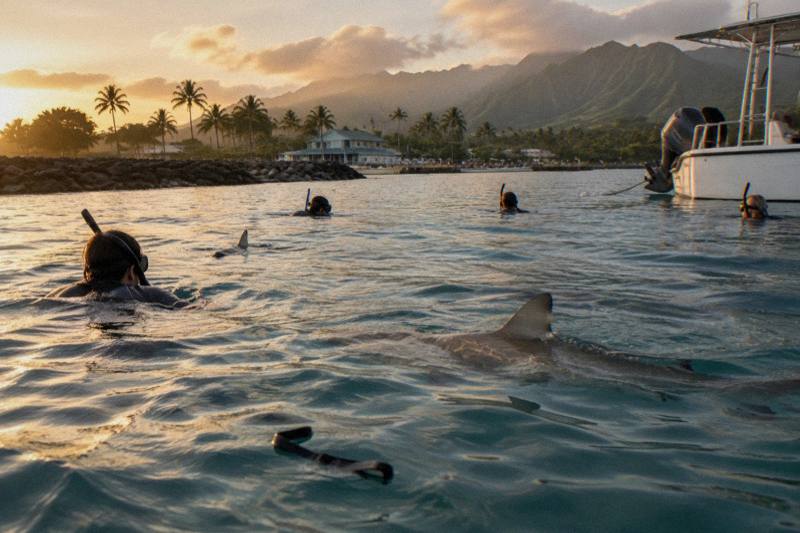 Small-Group Cageless Swim