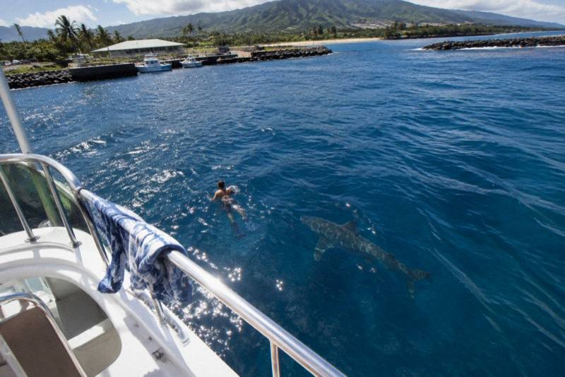 Pelagic Open-Water Dive