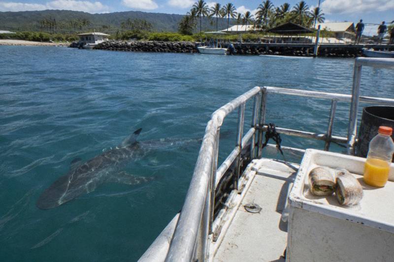 1.5-Hour Cage Dive, Self-Drive