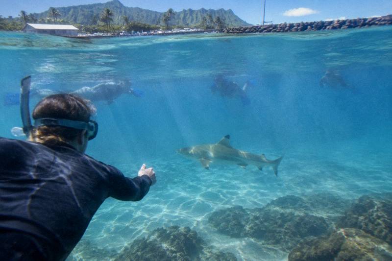Marine-Scientist-Guided Swim