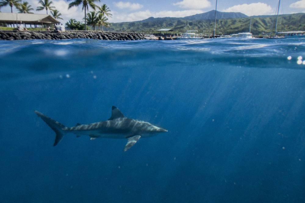 A shark swimming through deep blue open ocean water far from shore