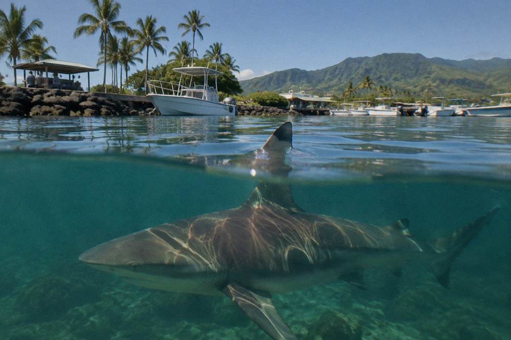 A sandbar shark swimming close to the surface in clear tropical water