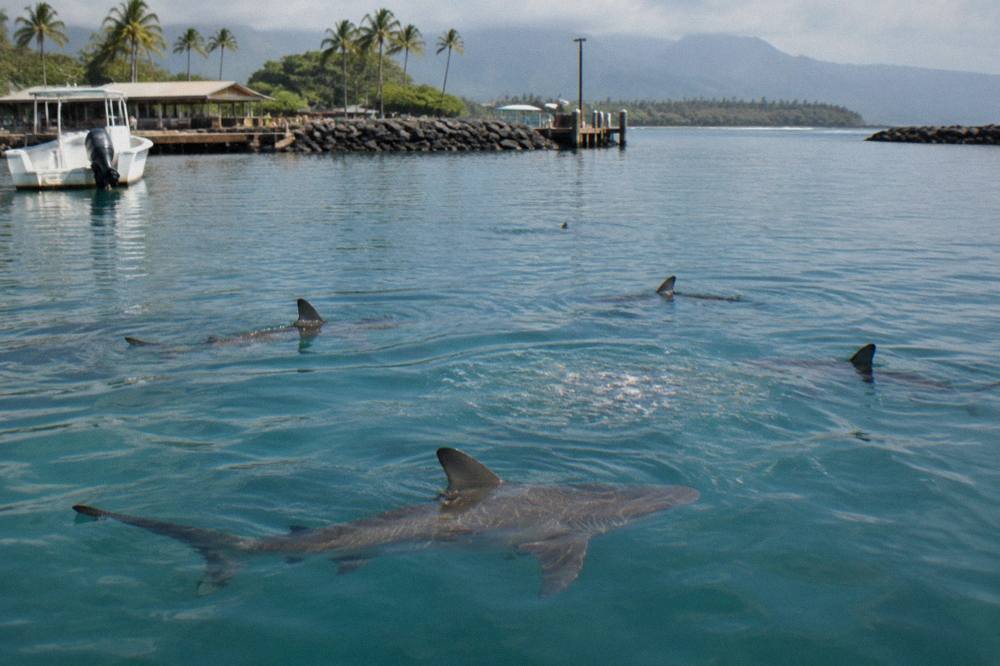 Galapagos sharks swimming in clear blue water near the surface offshore