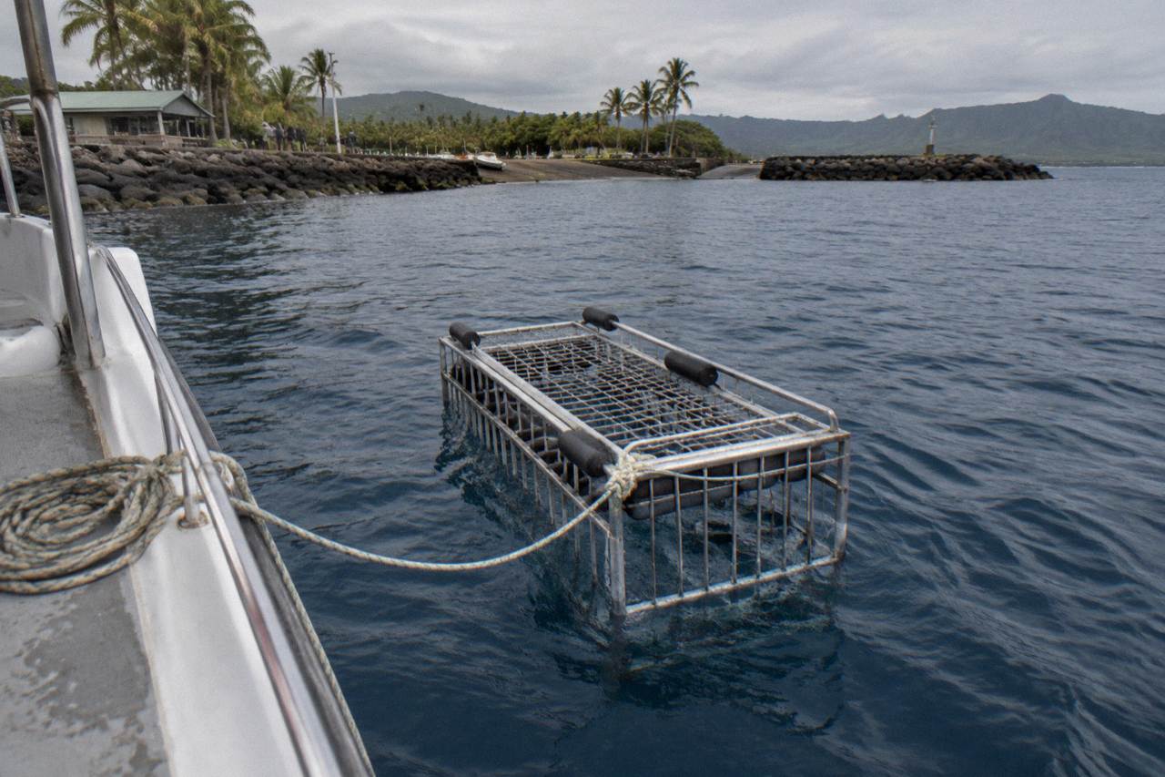 Steel shark cage floating in deep blue open ocean water off the North Shore of Oahu