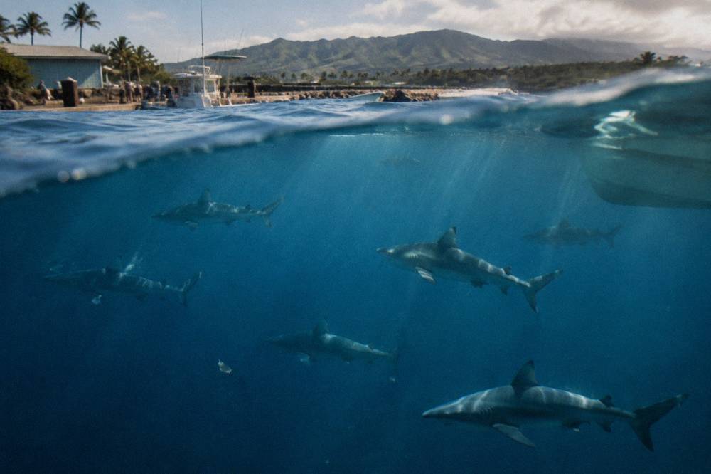 Several Galapagos sharks swimming through clear blue open water