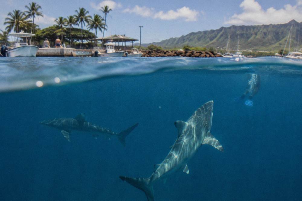 Galapagos sharks swimming in clear open ocean water