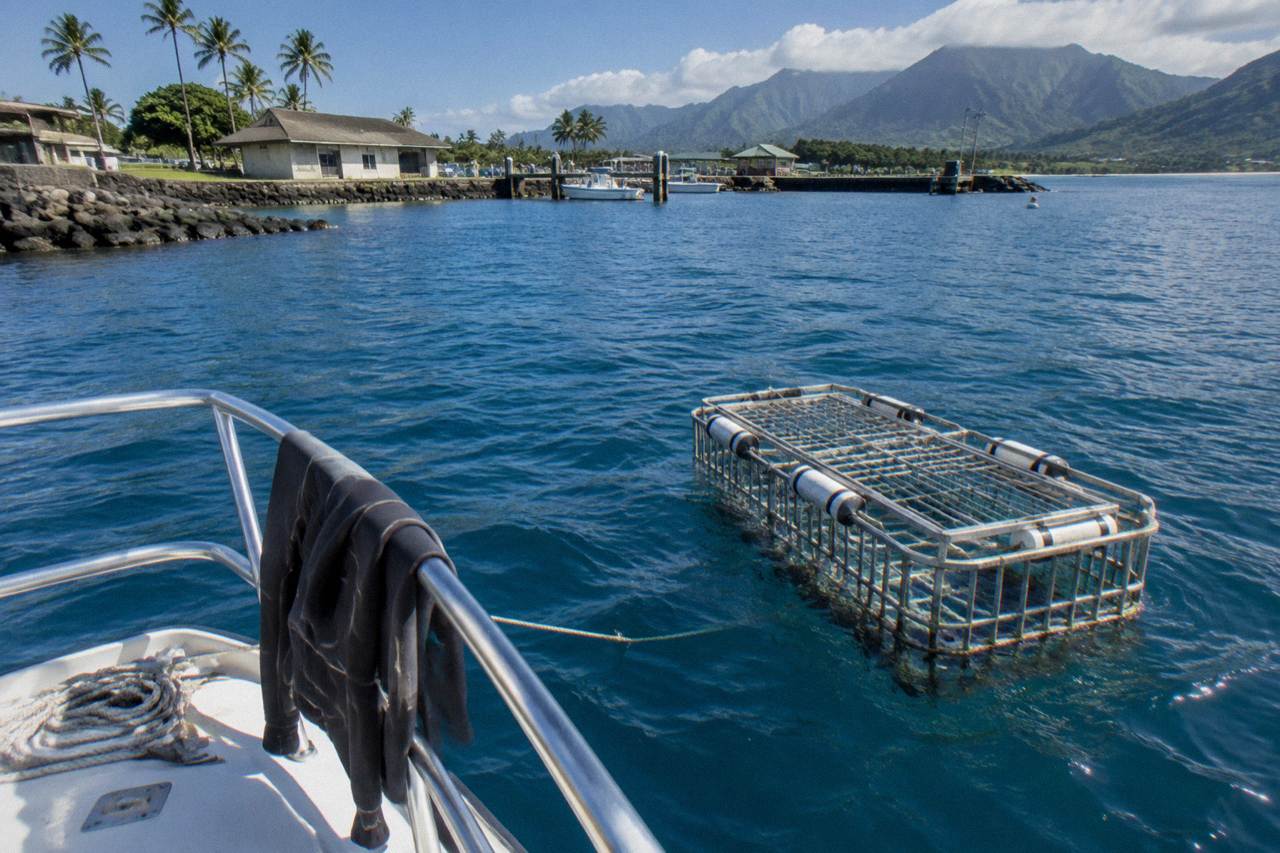 A shark cage floating in deep blue ocean water near a dive boat
