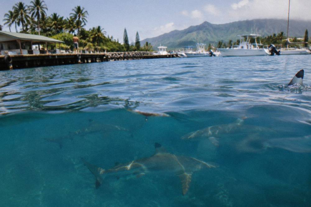 Galapagos sharks circling in clear blue water near the ocean surface