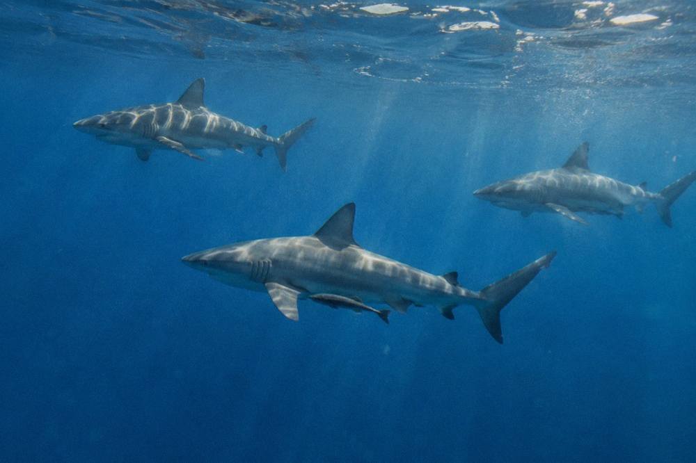 Galapagos sharks swimming in deep blue open water near the surface
