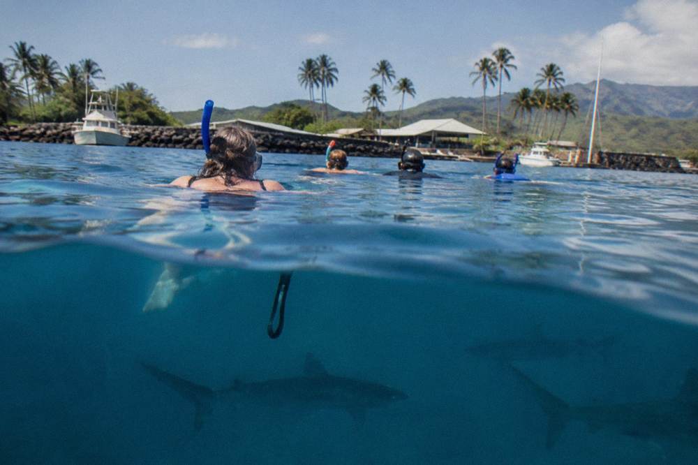 Snorkelers floating on the ocean surface above sharks in deep blue water
