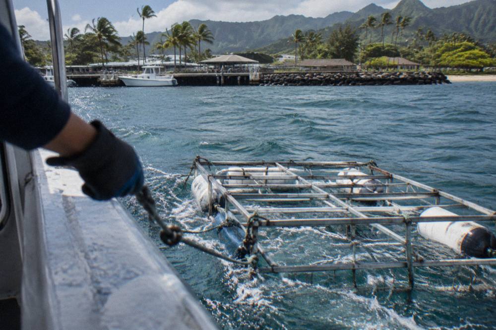 steel shark cage beside a tour boat in open ocean