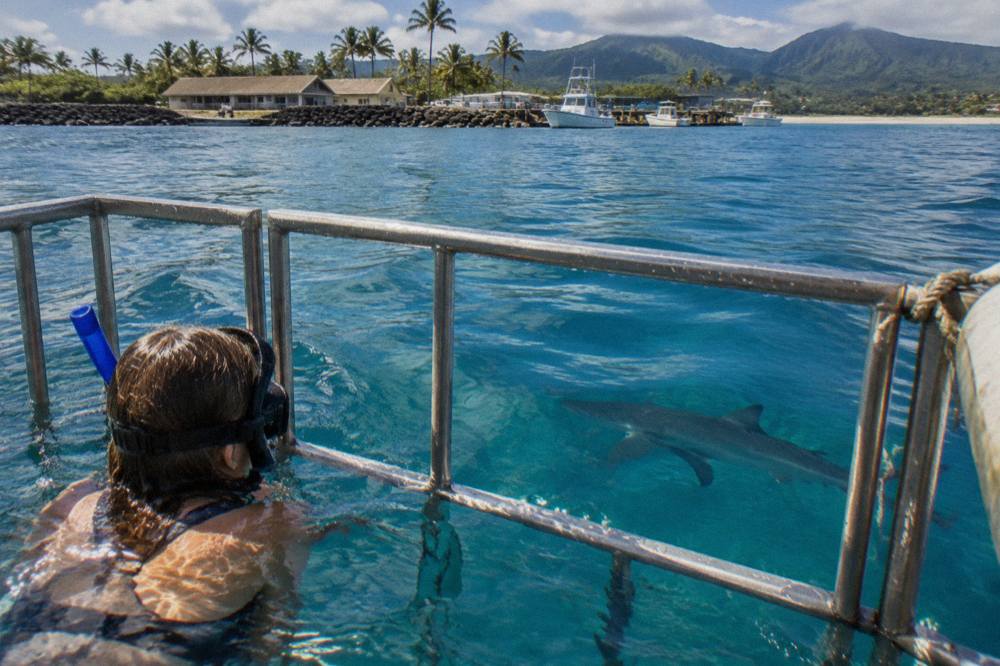 Snorkeler at the surface watching a shark swim below in clear open ocean