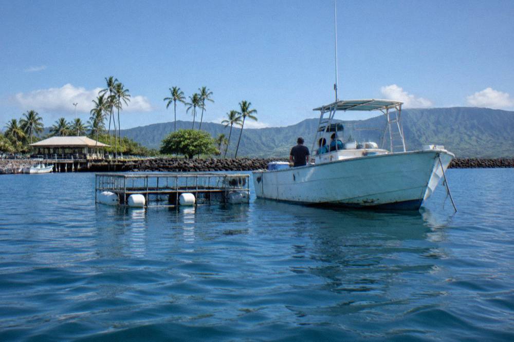 Small boat anchored in deep blue water near a floating shark cage