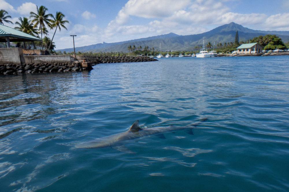 A Galapagos shark gliding through deep blue open water near the surface