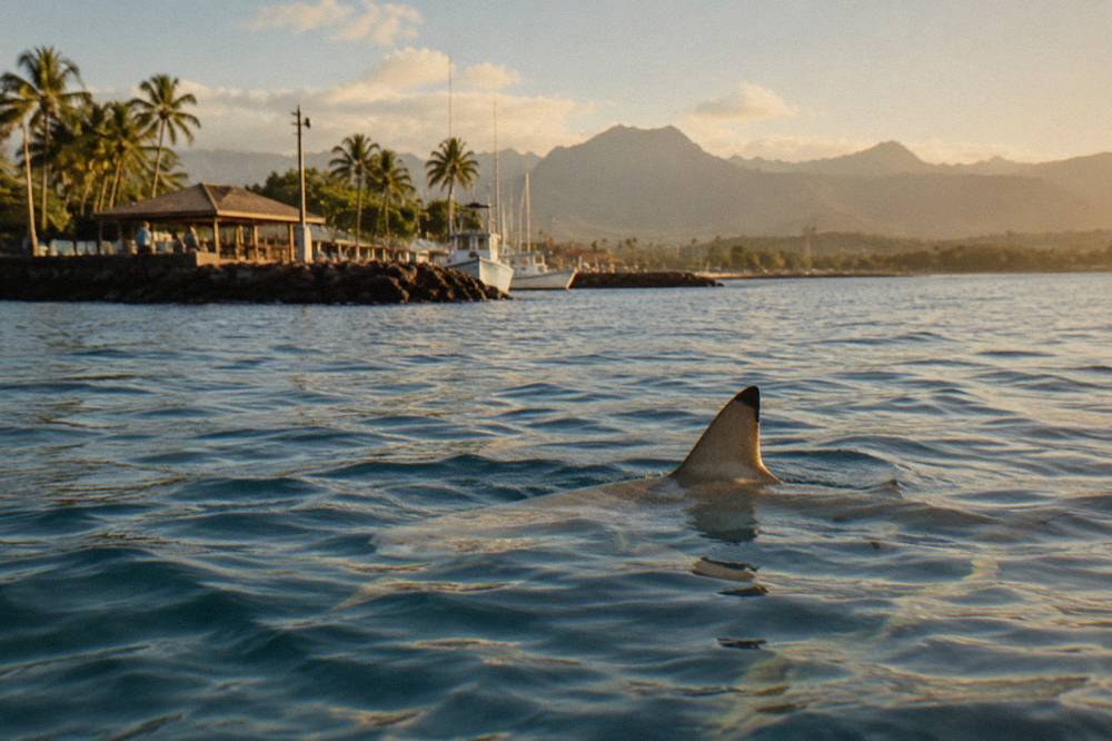 A sandbar shark swimming over deep open ocean water with its dorsal fin visible