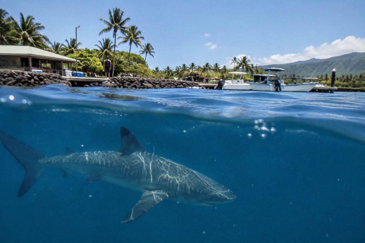 Clear blue open ocean water with a Galapagos shark swimming near the surface