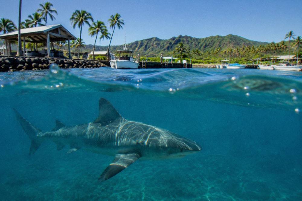 A Galapagos shark swimming in clear blue open ocean water near the surface