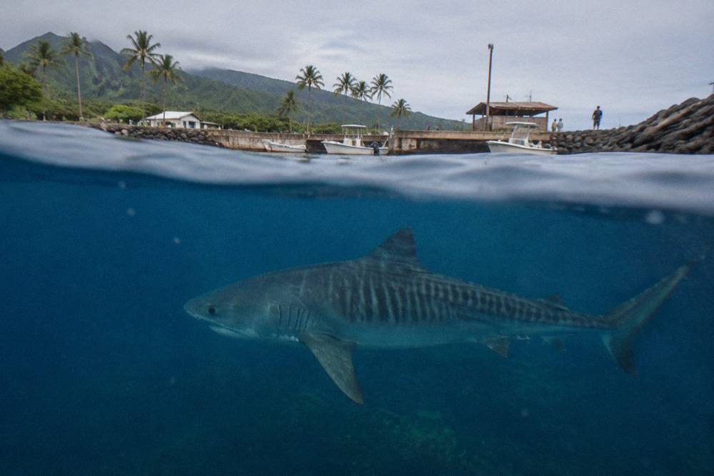 A large tiger shark gliding through deep blue open water with visible stripe markings