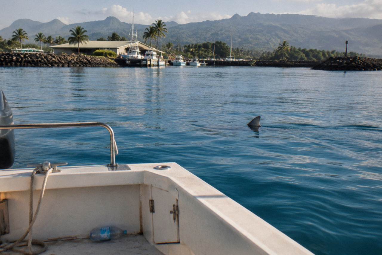 Open blue ocean surface near Haleiwa with a shark dorsal fin cutting through the water