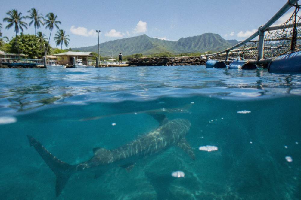 A shark swimming through clear blue open water near the ocean surface