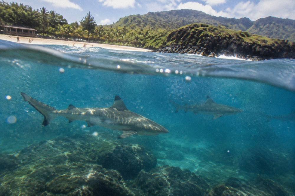 Galapagos sharks swimming in clear blue open ocean water