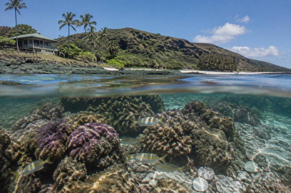 Coral reef in clear shallow water with tropical fish near rocks