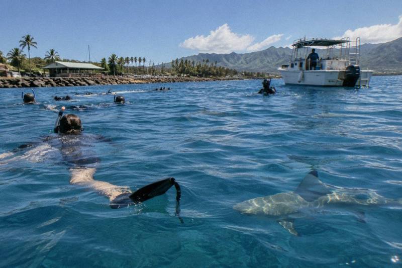 Free divers and snorkelers in open ocean water off Haleiwa swimming above sandbar sharks, with a guide in the water and the boat waiting nearby on the surface