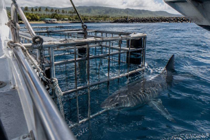 Snorkelers holding the bars of a surface shark cage in clear blue water off Oahu's North Shore while sandbar and Galapagos sharks swim past at close range