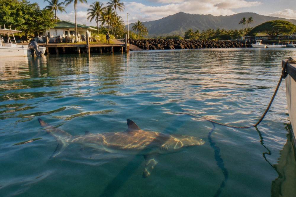 A Galapagos shark swimming through clear blue open ocean water near the surface