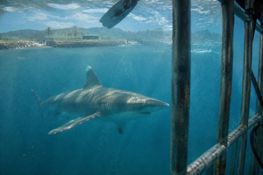 A shark swimming close to a metal cage in clear blue open ocean
