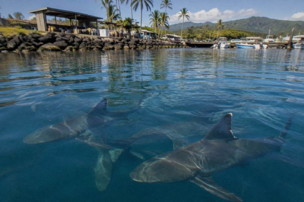 Galapagos sharks swimming through deep blue open water near the surface