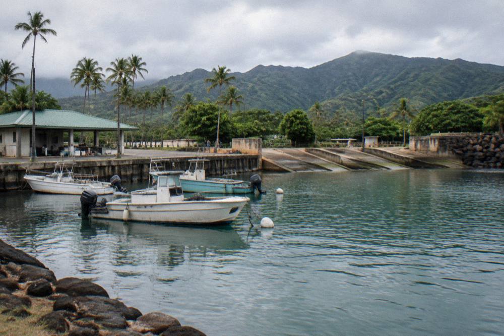 Small boats moored at a harbor with palm trees and coastal hills in the background
