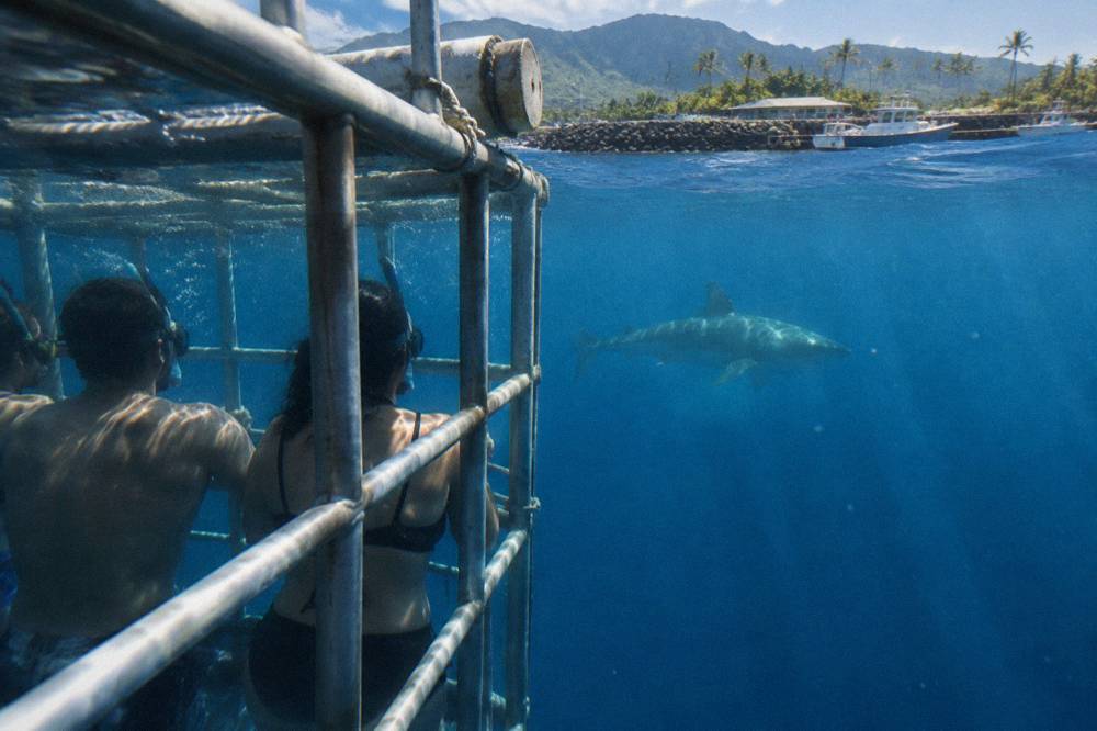 Guests in a shark cage floating in clear blue offshore water