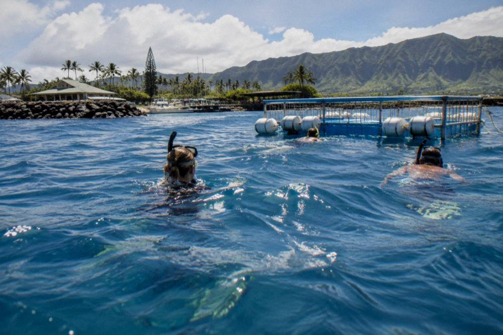 Snorkelers in the water near a floating cage in deep blue ocean