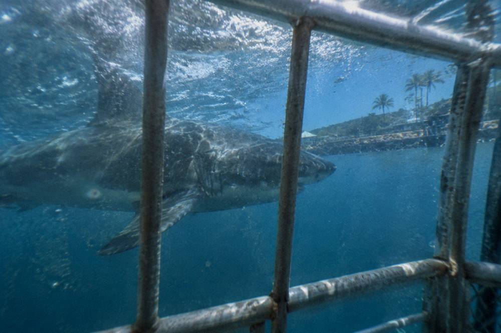 Galapagos shark swimming past a metal cage in clear blue open ocean water
