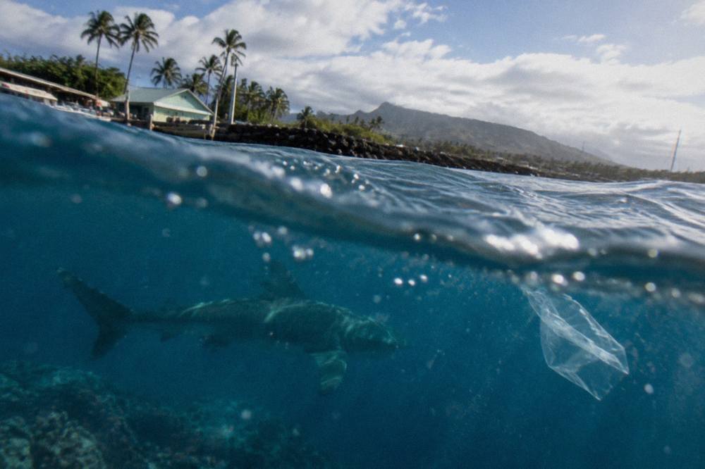 A Galapagos shark swimming through deep blue open ocean water