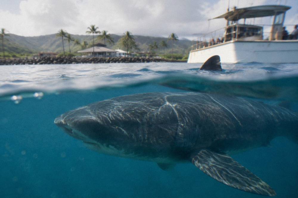 A Galapagos shark cruising close to the surface in clear open water