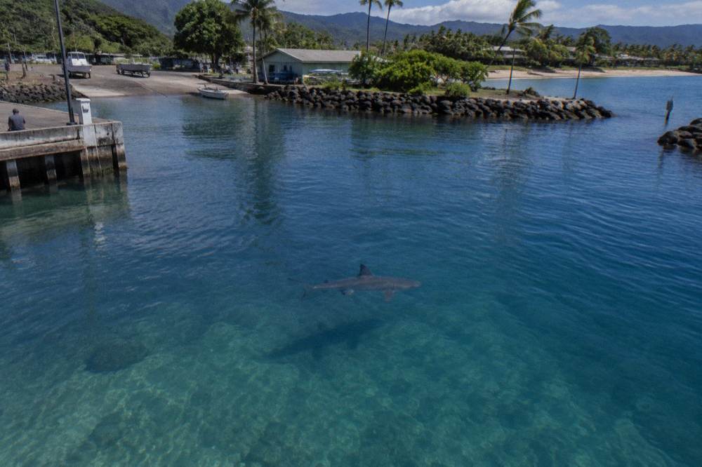 A sandbar shark with a tall dorsal fin swimming above deep blue water
