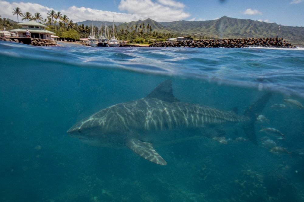 A large tiger shark swimming through sunlit open ocean