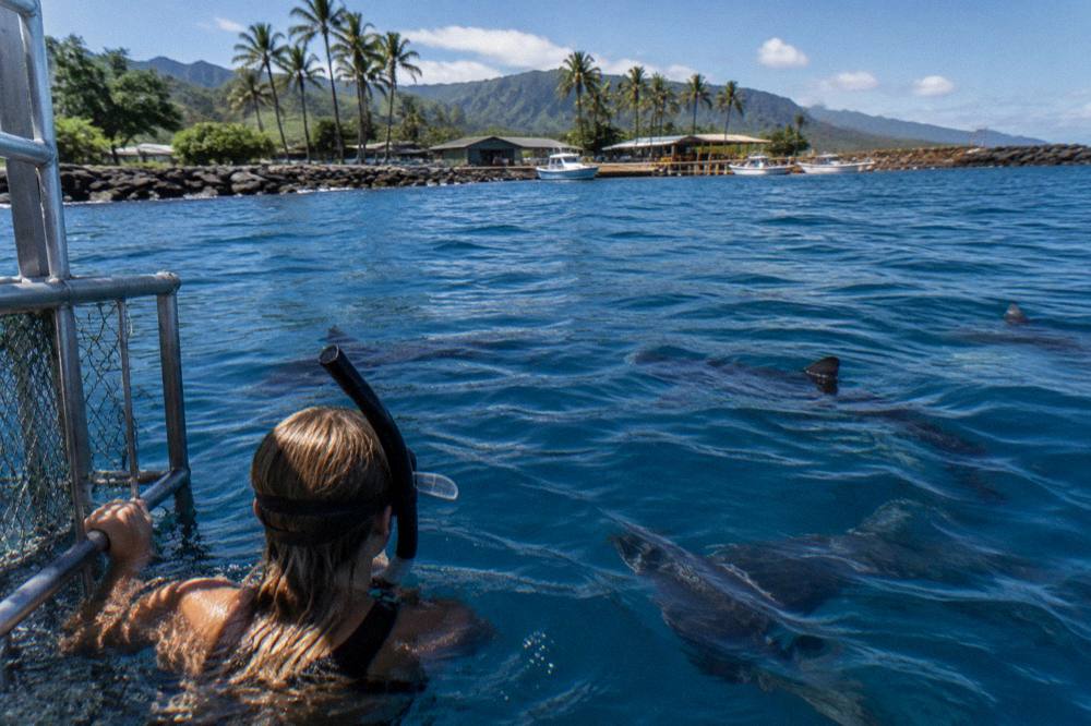 A snorkeler watching sharks from beside a cage in deep blue water