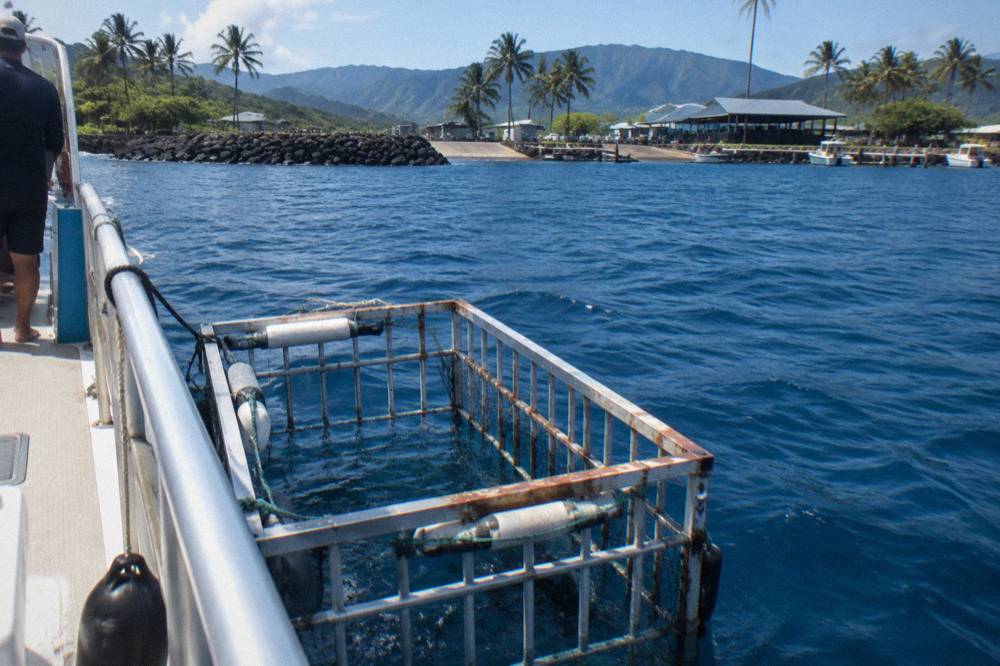 Steel shark cage floating beside a tour boat in open ocean