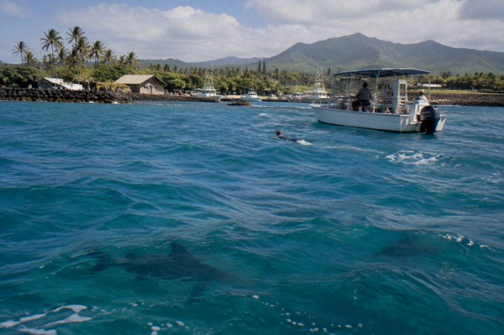 Snorkeler at the surface watching sharks swim below in clear blue water